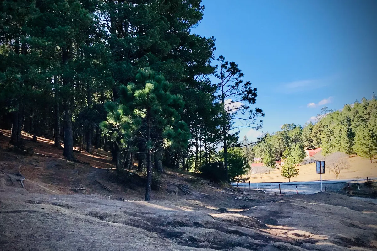 Sendero de tierra entre pinos altos en el bosque templado de Arteaga, Coahuila