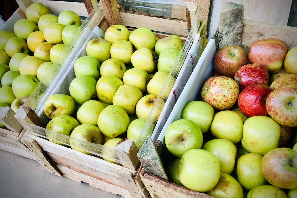 Manzanas recién cosechadas se exhiben en huacales de madera en un huerto de Arteaga