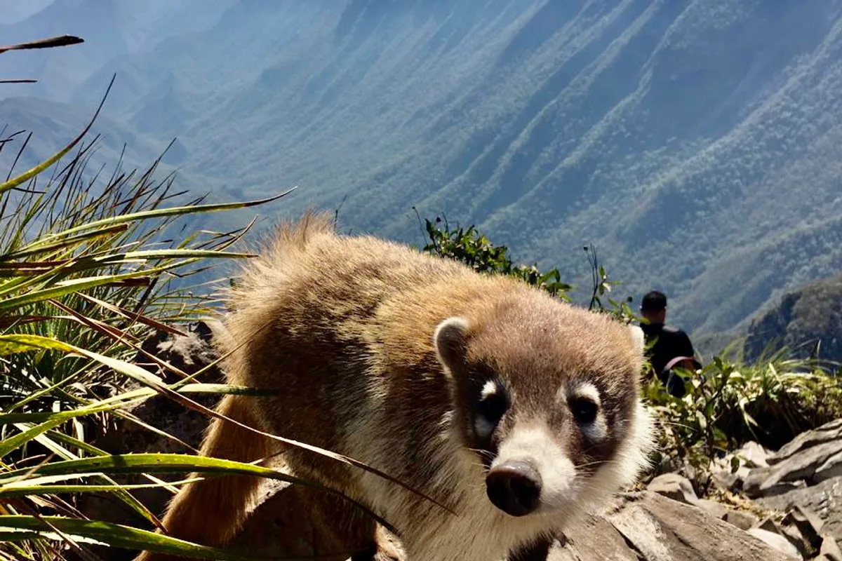 Un coatí se acerca curioso a los excursionistas durante el ascenso al Cerro de la Silla