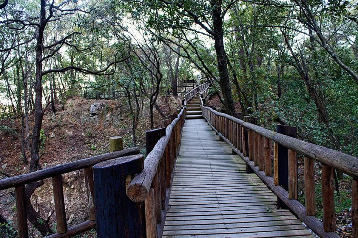Puente de madera atraviesa el bosque de encinos en el Parque Ecológico Chipinque