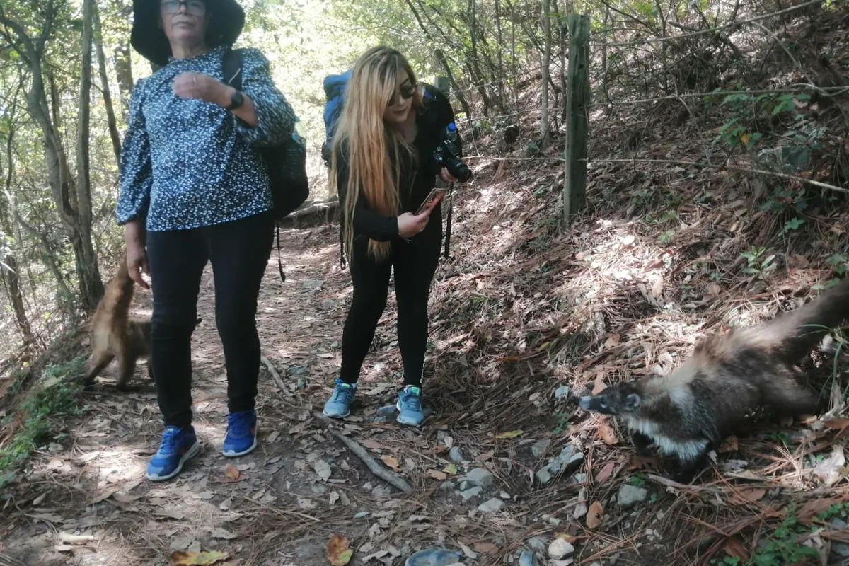 Excursionistas se topan con un coatí silvestre durante la caminata en el Parque Chipinque