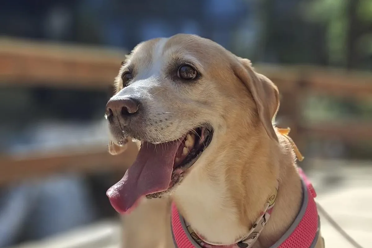 Retrato de un perro sonriente con arnés rosa que disfruta un recorrido junto a una cascada