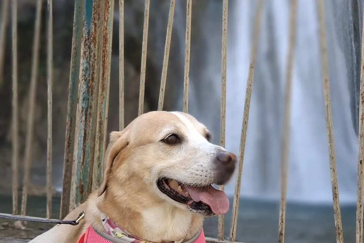 Perro con arnés descansa frente a una cascada durante un recorrido pet-friendly en Monterrey