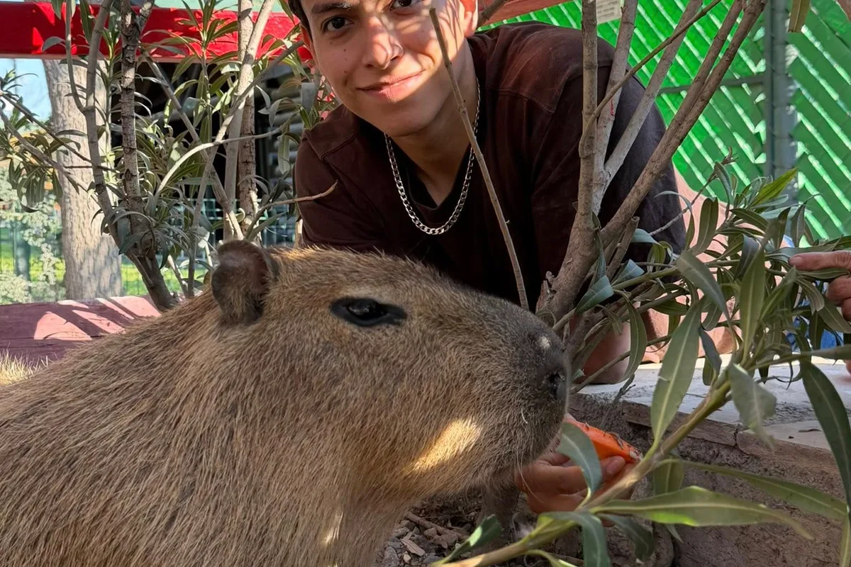 Capibara se deja acariciar de cerca por un joven visitante en Xenpal