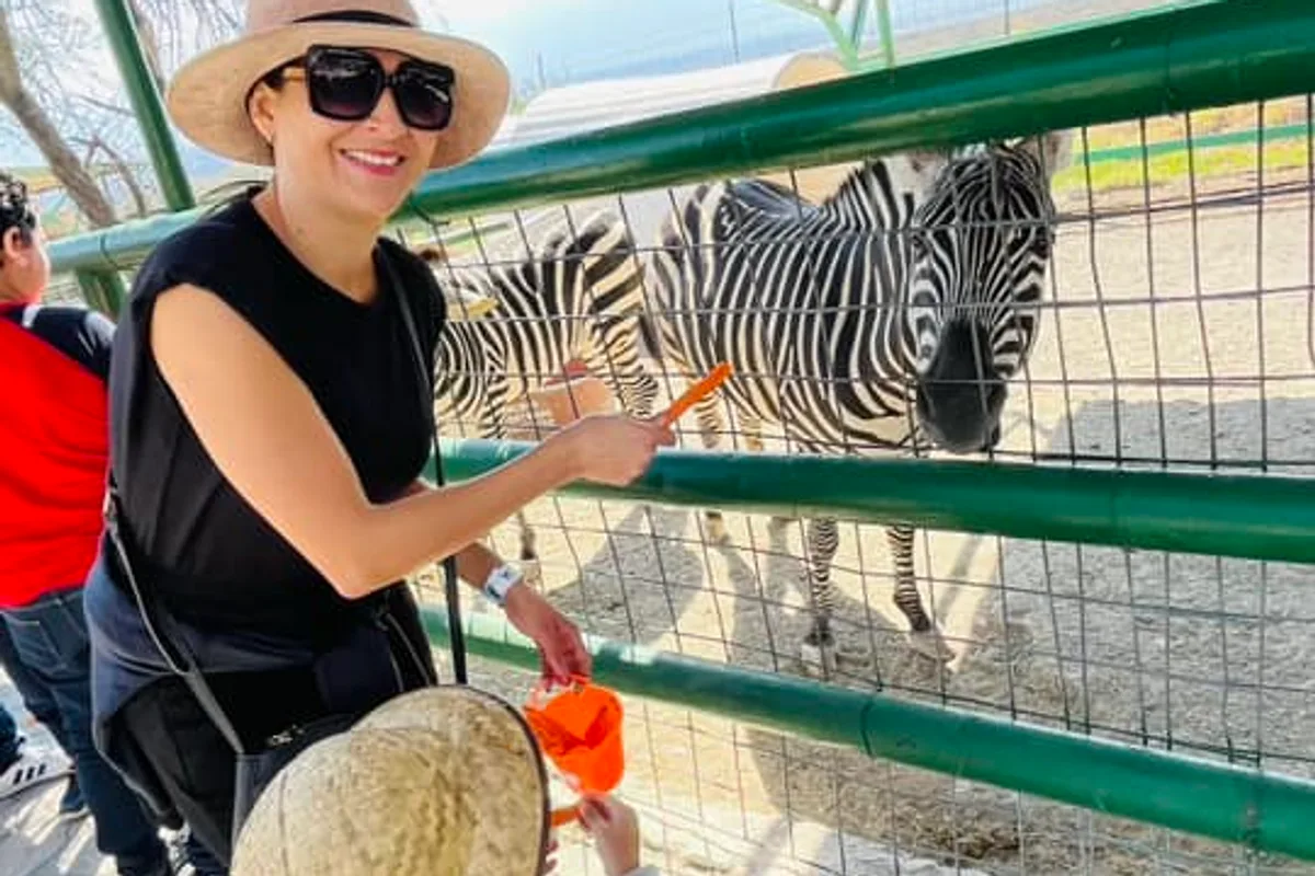 Visitante alimenta a una cebra a través de la cerca del zoológico Xenpal